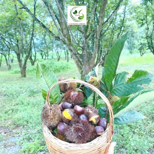 Hạt Dẻ Trùng Khánh – 1 Kg 6 hat de trung khanh cao bang 1