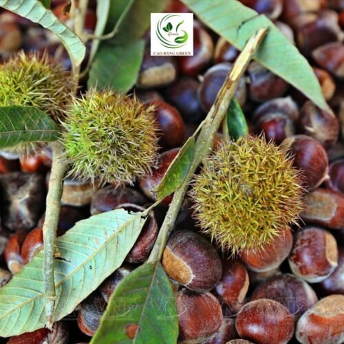 Hạt Dẻ Trùng Khánh – 1 Kg 9 hat de trung khanh cao bang 2