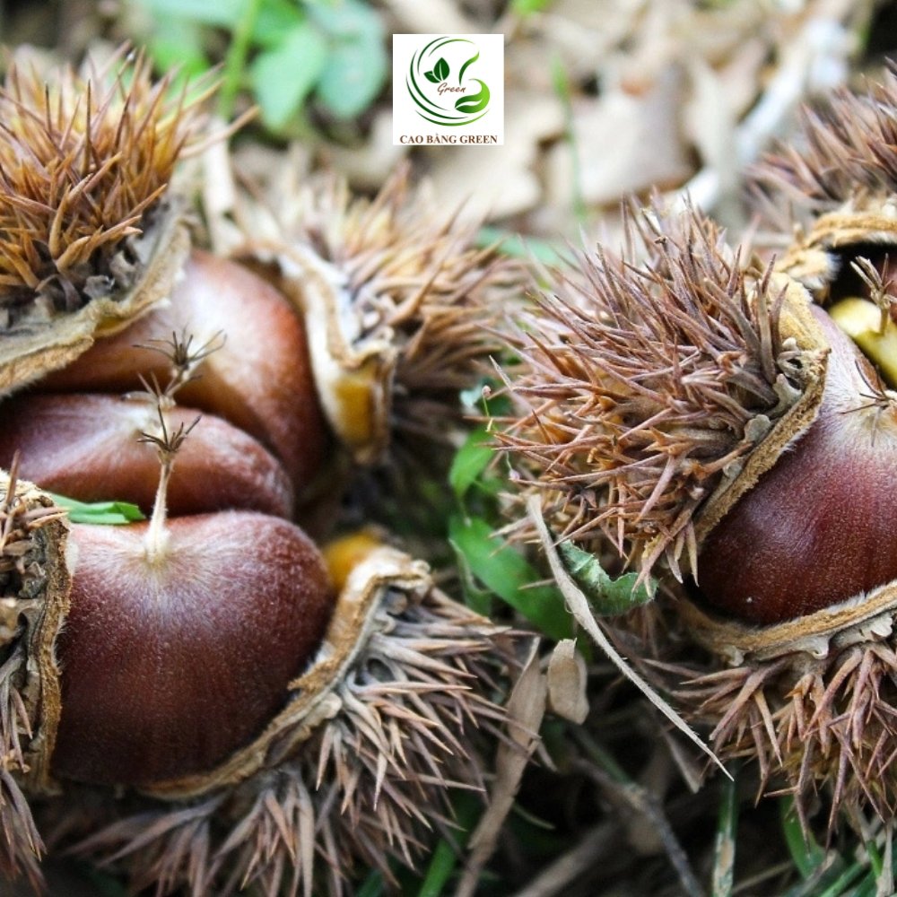 Hạt Dẻ Trùng Khánh – 1 Kg 12 hat de trung khanh cao bang 4