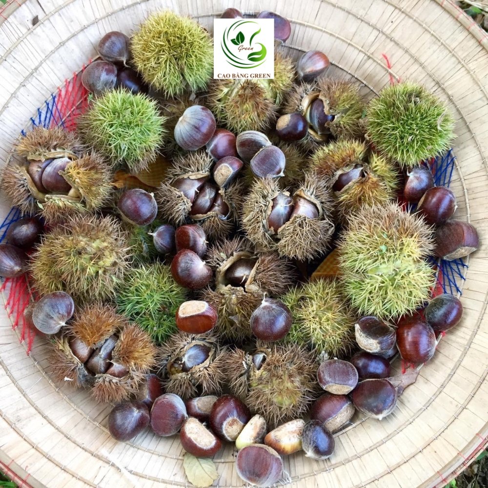 Hạt Dẻ Trùng Khánh – 1 Kg 10 Sản phẩm Hạt dẻ Trùng Khánh Cao Bằng tại CB Green.