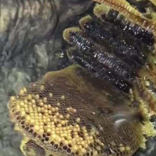 Mật Ong Đắng Rừng Tây Bắc – Tăng Cường Sức Khỏe Tự Nhiên 7 Mật ong đắng