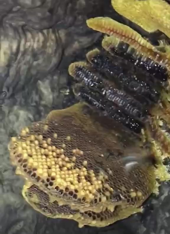 Mật Ong Đắng Rừng Tây Bắc – Tăng Cường Sức Khỏe Tự Nhiên 3 Mật ong đắng