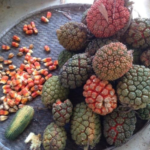 Quả Dứa Rừng 8 Quả dứa rừng tươi