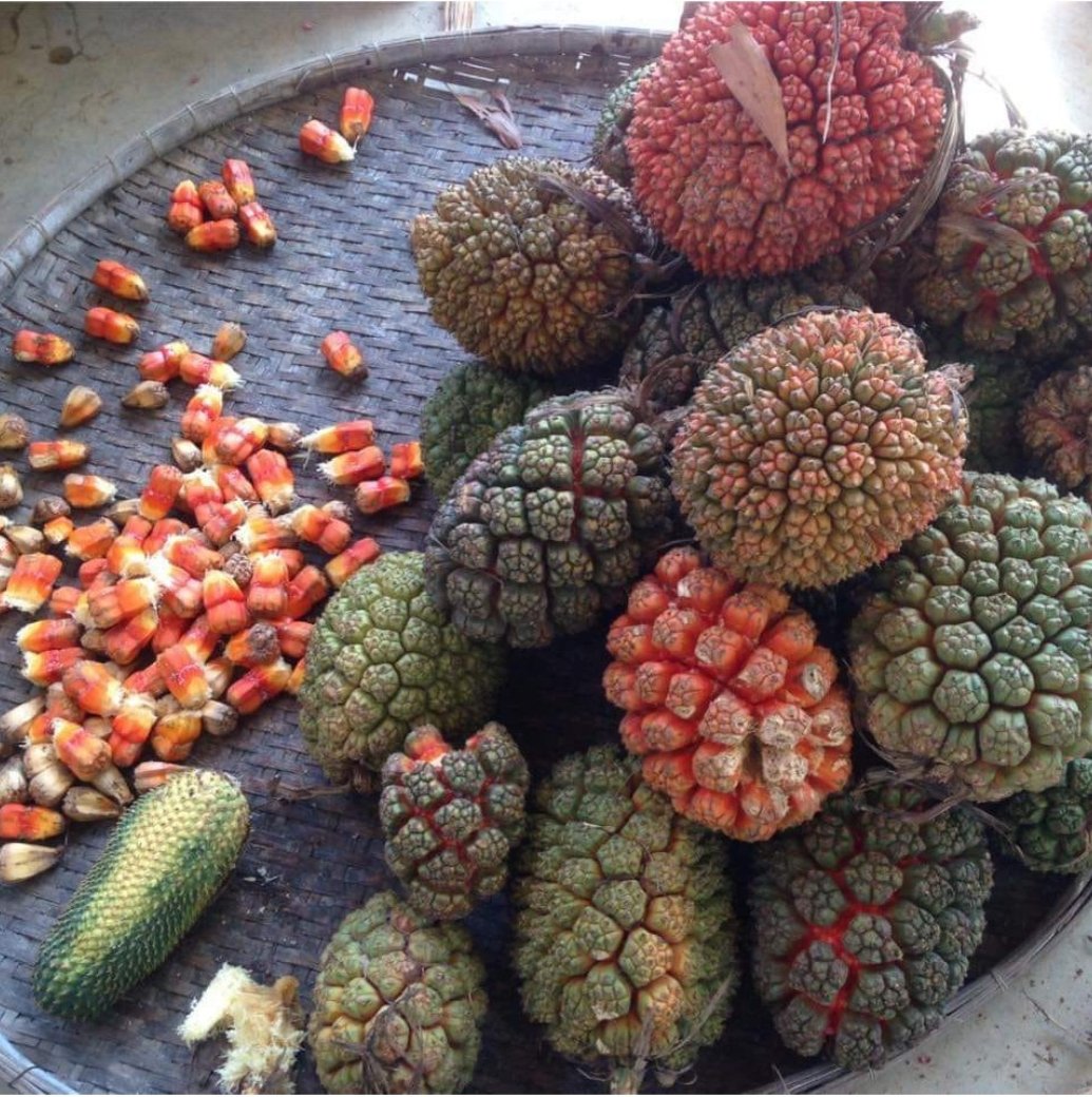 Quả Dứa Rừng 13 Quả dứa rừng tươi