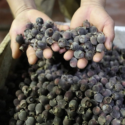 Quả Sim Khô – 1 Kg 5 Quả sim rừng