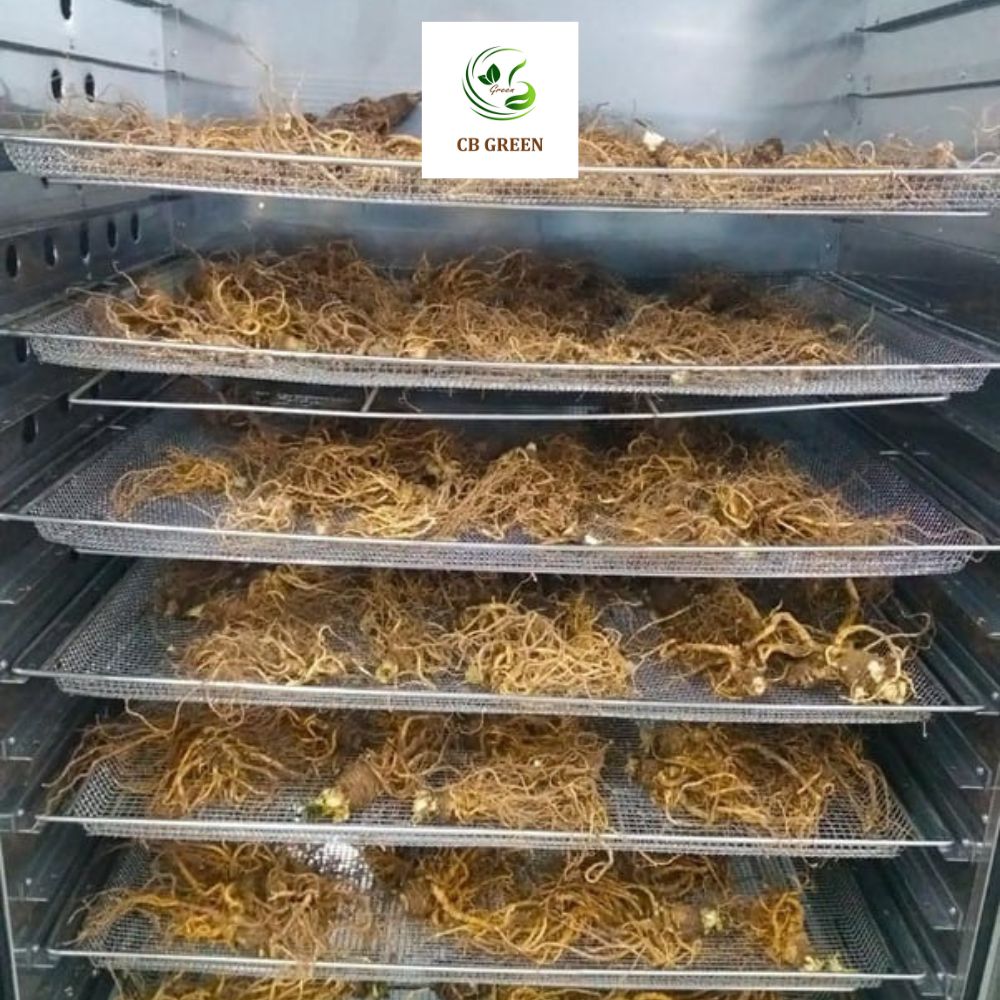 Sâm Đương Quy – 500g 7 Sâm đương quy