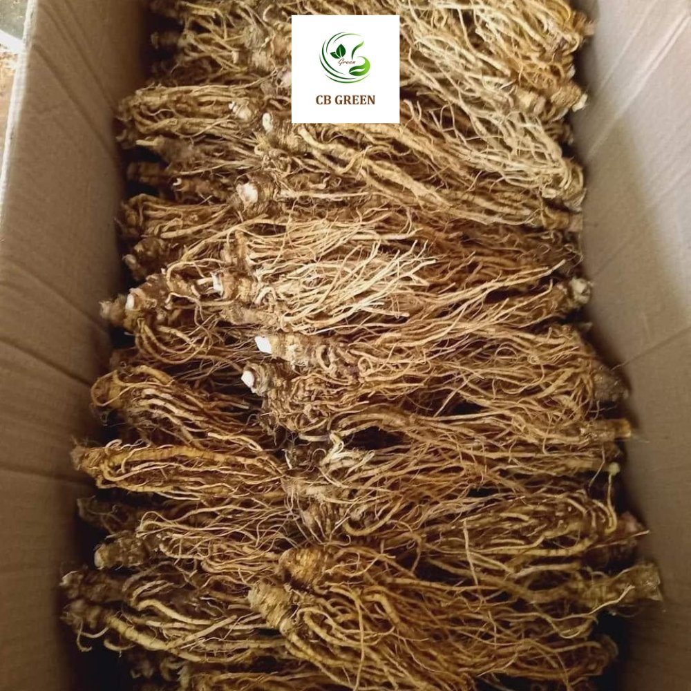 Sâm Đương Quy – 500g 6 Sâm đương quy