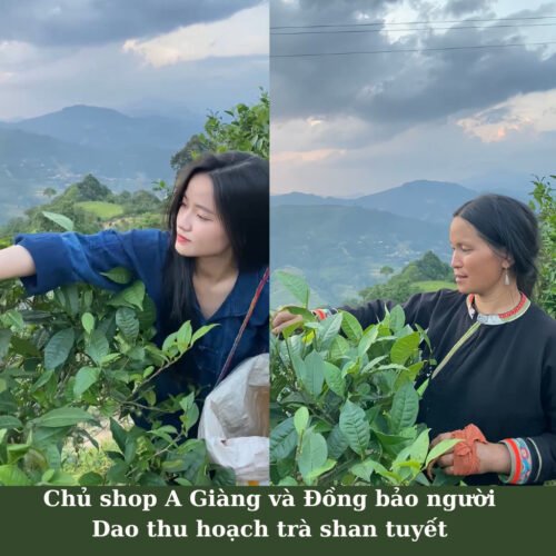 Trà Shan Tuyết Cổ Thụ Hà Giang – Vị tinh túy Tây Bắc 7 Trà Shan tuyết cổ thụ Hà Giang