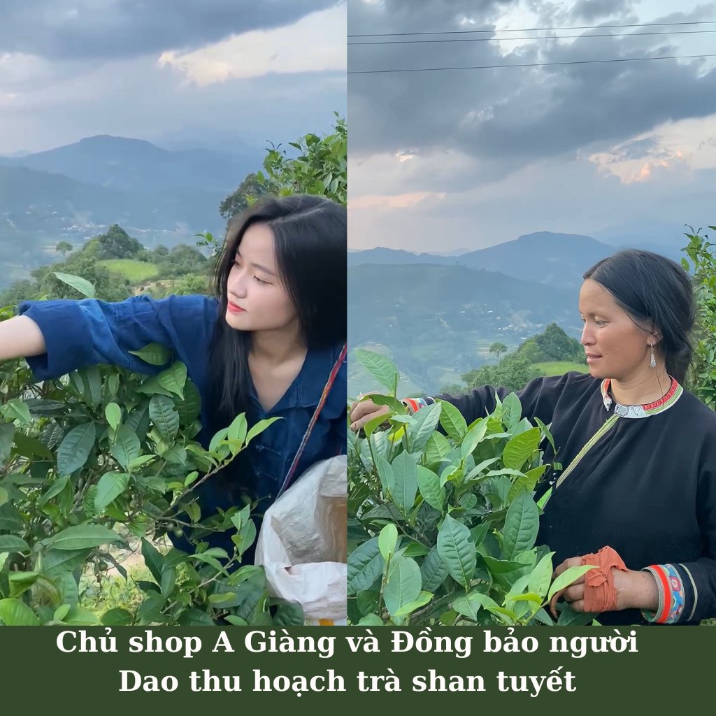 Trà Shan Tuyết Cổ Thụ Hà Giang – Vị tinh túy Tây Bắc 11 Trà Shan tuyết cổ thụ Hà Giang