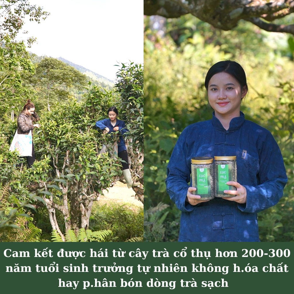 Trà Shan Tuyết Cổ Thụ Hà Giang – Vị tinh túy Tây Bắc 8 Trà Shan tuyết cổ thụ Hà Giang