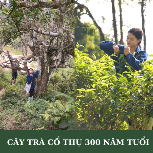 Trà Shan Tuyết Cổ Thụ Hà Giang – Vị tinh túy Tây Bắc 6 Trà Shan tuyết cổ thụ Hà Giang