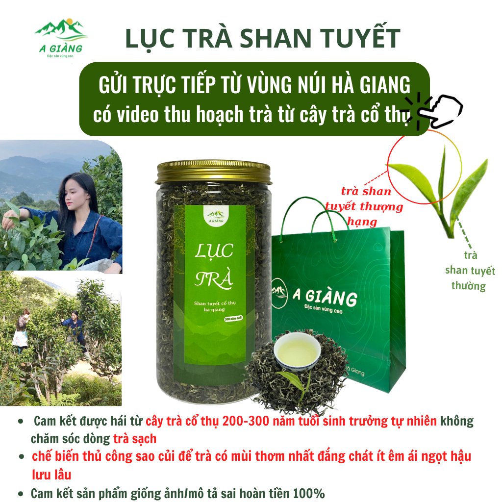 Trà Shan Tuyết Cổ Thụ Hà Giang – Vị tinh túy Tây Bắc 9 Trà Shan tuyết cổ thụ Hà Giang
