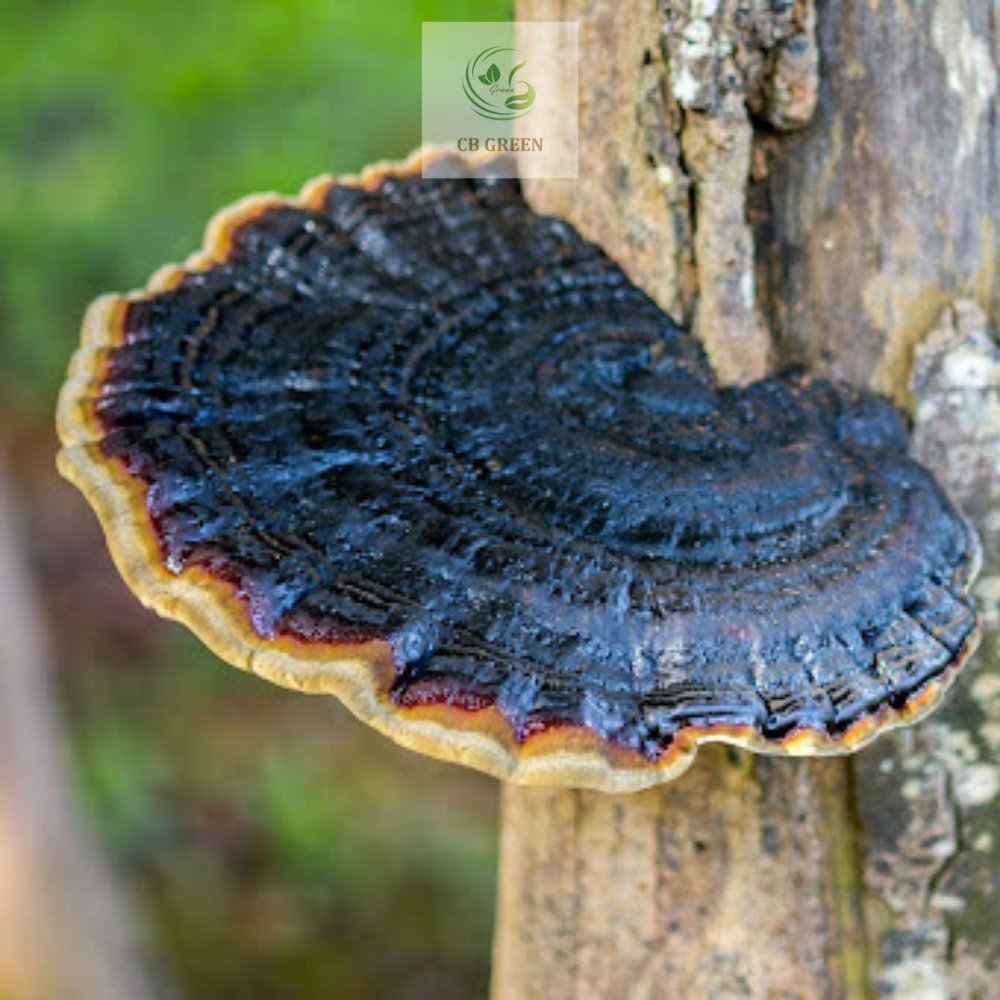 Nấm Linh Chi Đen (Hắc Chi) - 250g 1 Nấm linh chi đen (Hắc chi) tại CB Green