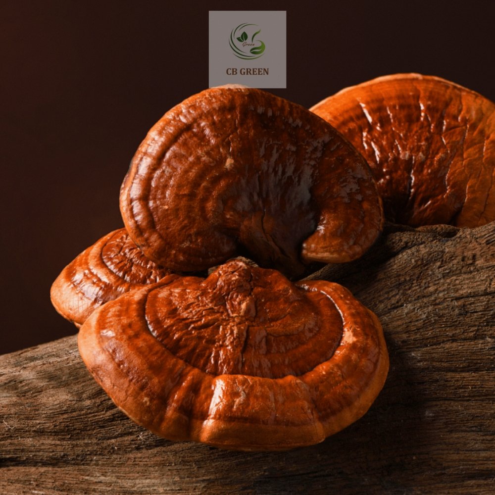 Nấm Linh Chi Đỏ - 250g 1 Nấm linh chi đỏ tại CB Green