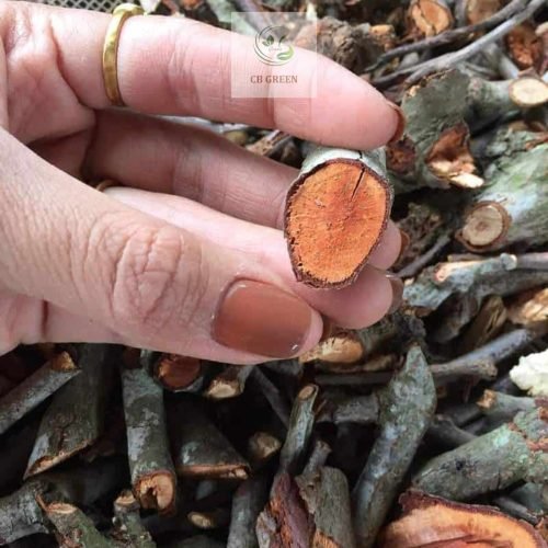 Tầm gửi nghiến khô tại CB Green